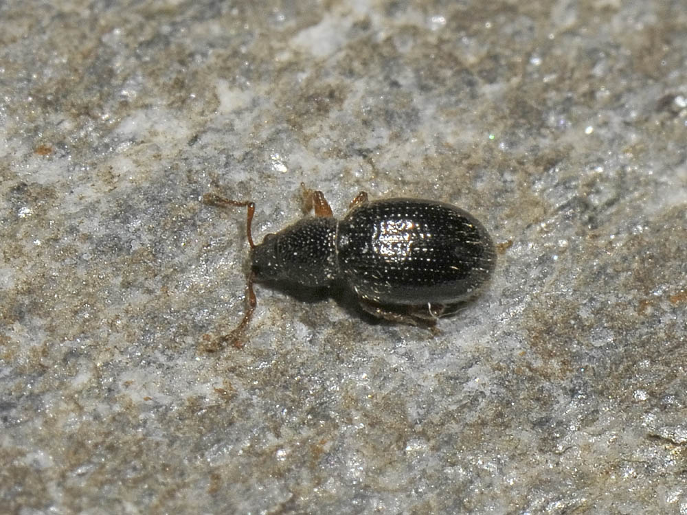 Curculionidae: Exomias pellucidus pellucidus